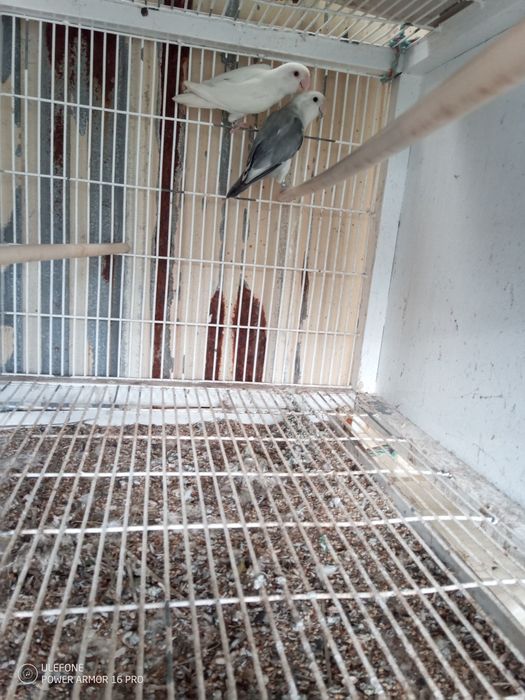 Vendo agaponis e canários