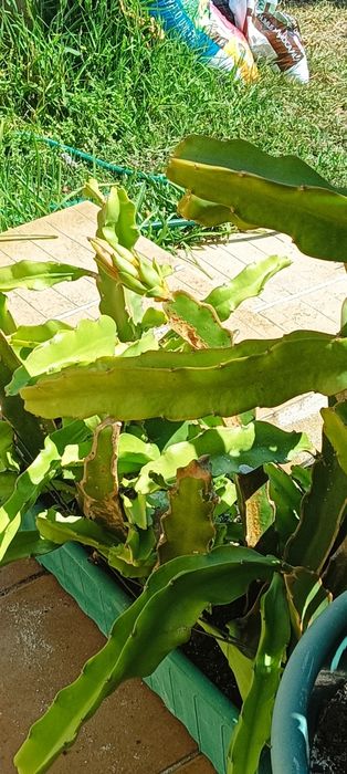 Pitaya amarela enraizada
