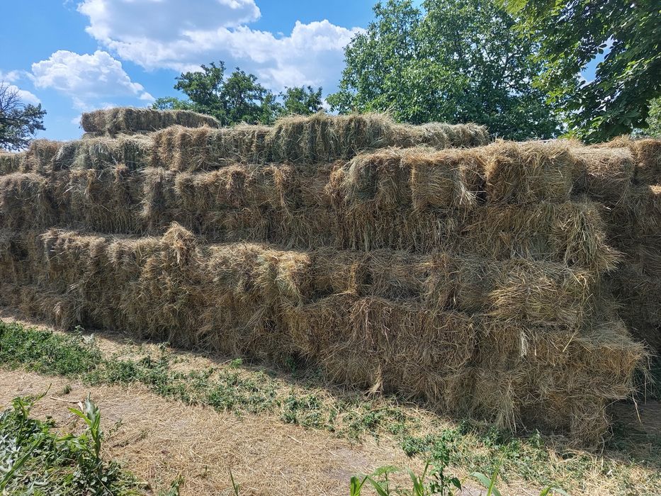 Сіно лугове,тюк 20-25 кг