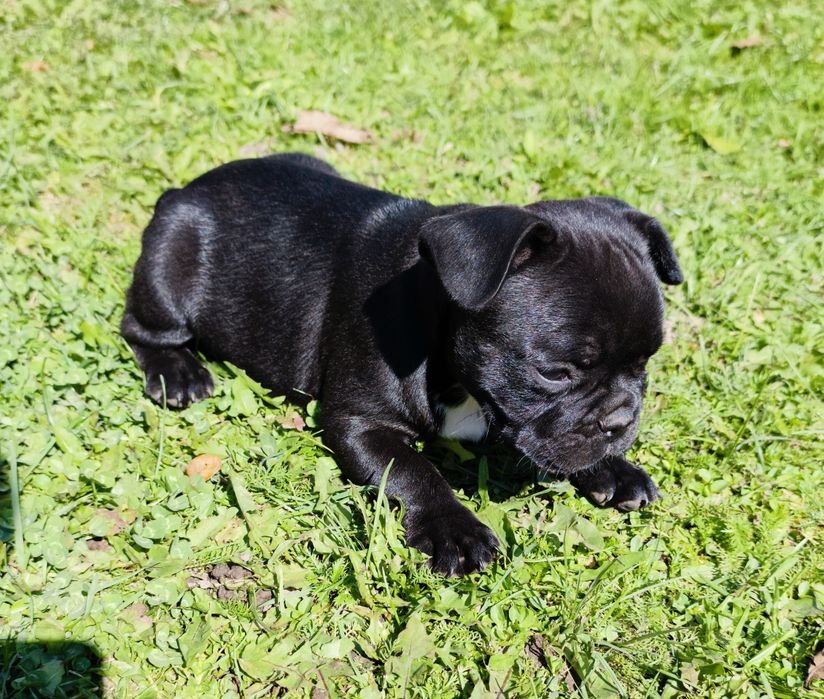 Sunia buldog francuski