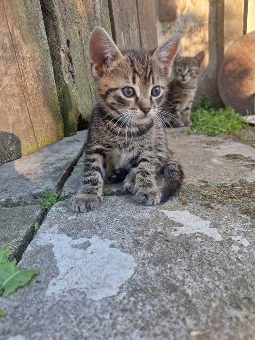 Kotki w dobre ręce