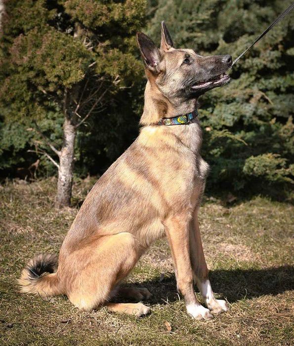 Убежала собака, метиc малинуa,помогите найти