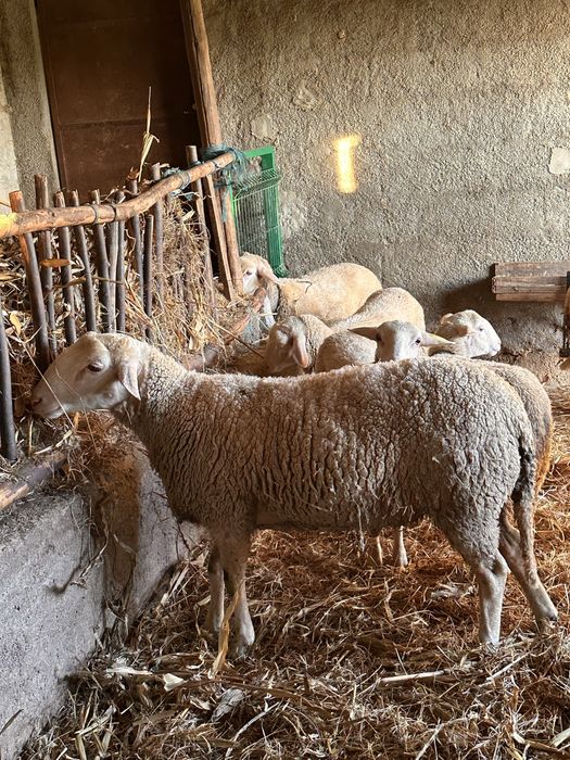 Vendo Carneiro Lacaune