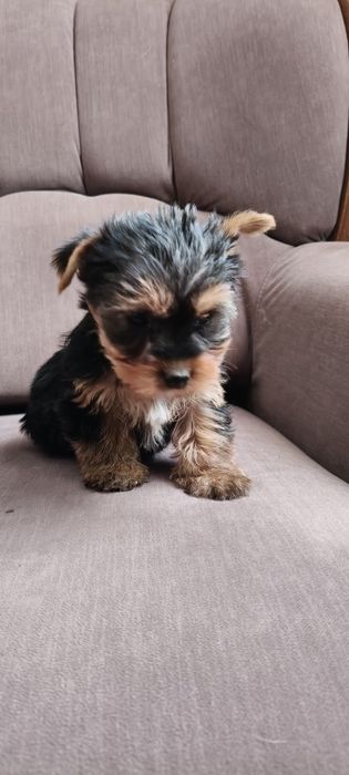 Szczenię  Yorkshire  Terrier Piesek.