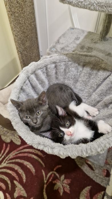 Gatas para adoção