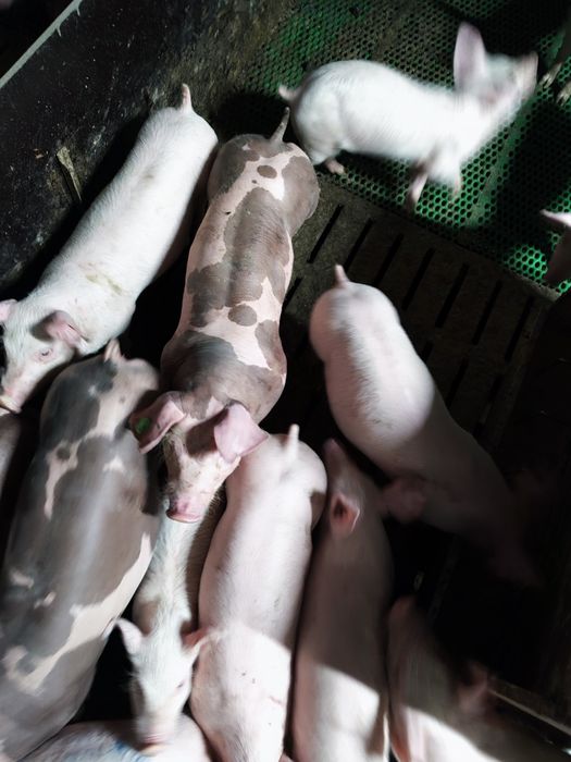 Продам поросят бекон