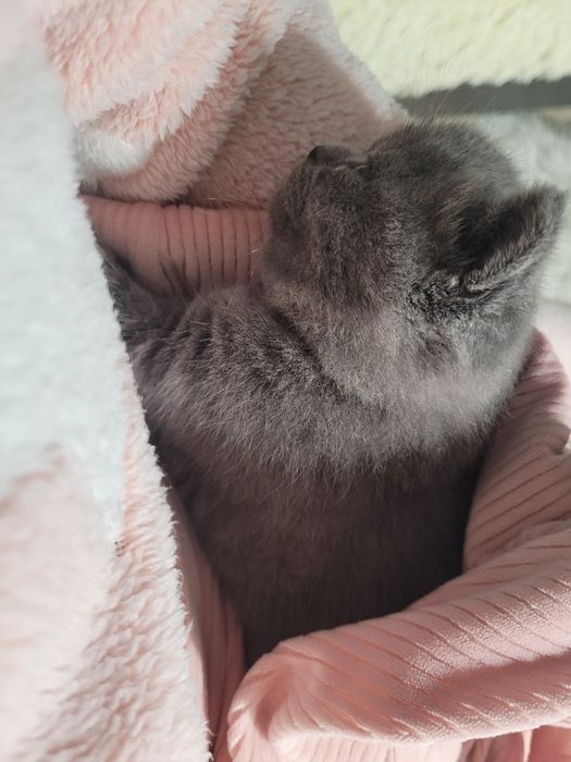 Шотландський хлопчик прямовушка