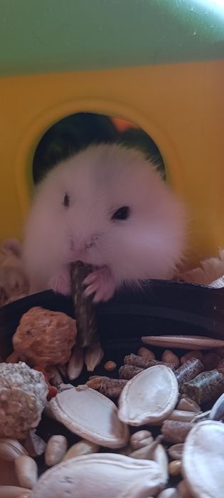 Джунгарські хом'ячки