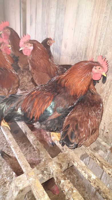 Koguty Rosa 6-cio miesięczne