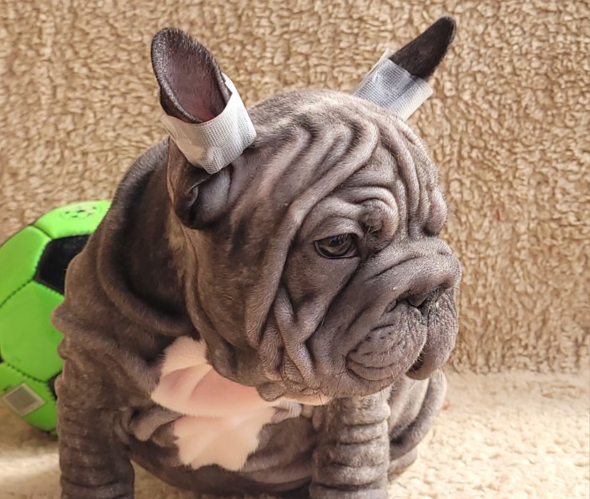 Bardzo słodki chłopiec. Big Rope.