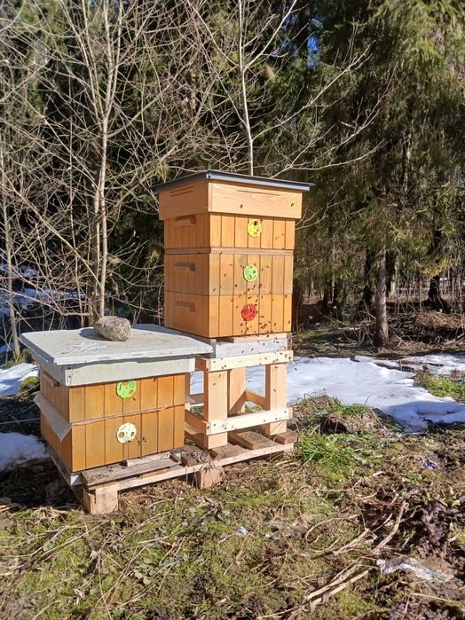 Rodziny pszczele – wiosna 2026 - pszczoły