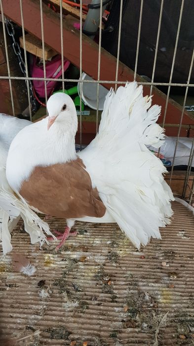 Gołębie Pawiki tarczowe żółte