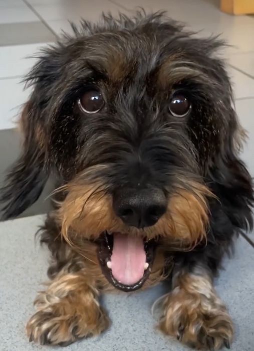 Продаються жорсткошерстні такси