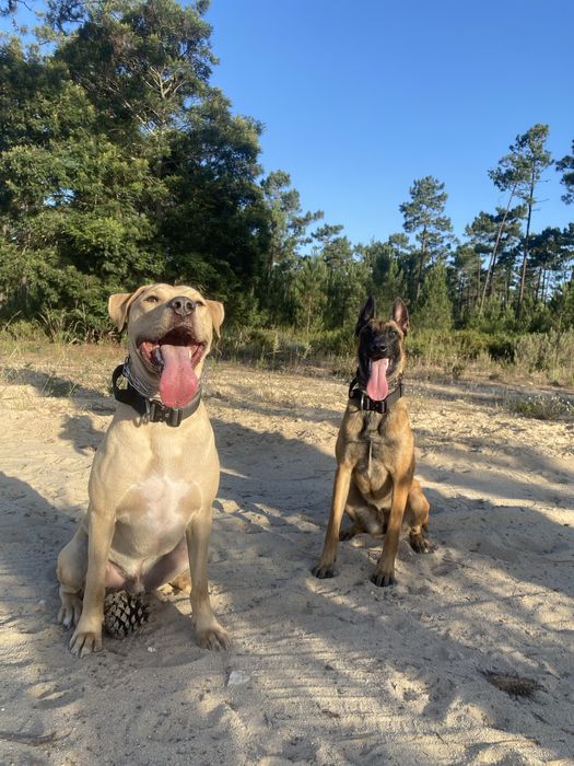 mestico amstaff ( PP )