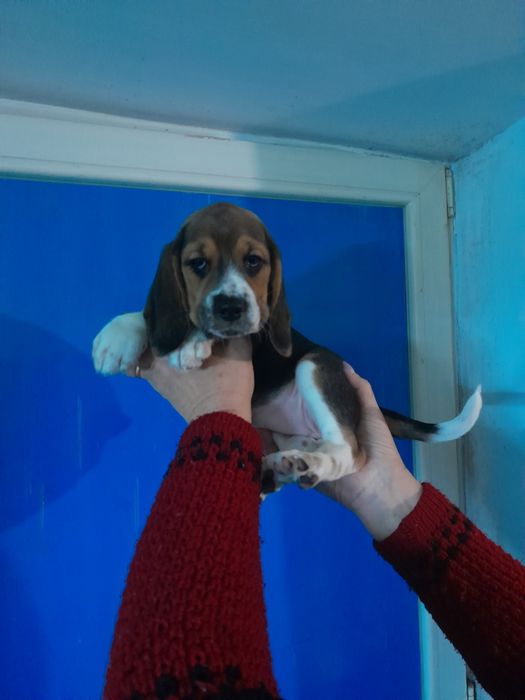 В продаже девчонки