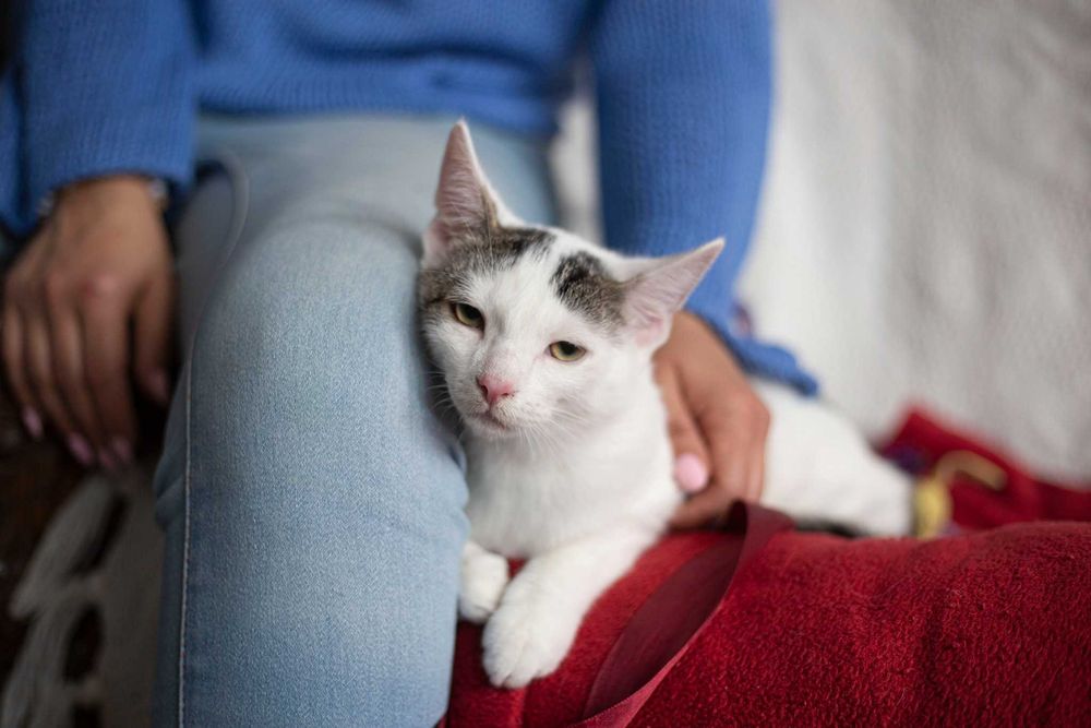 Dyzio szuka domu! Fundacja "Stawiamy na Łapy"