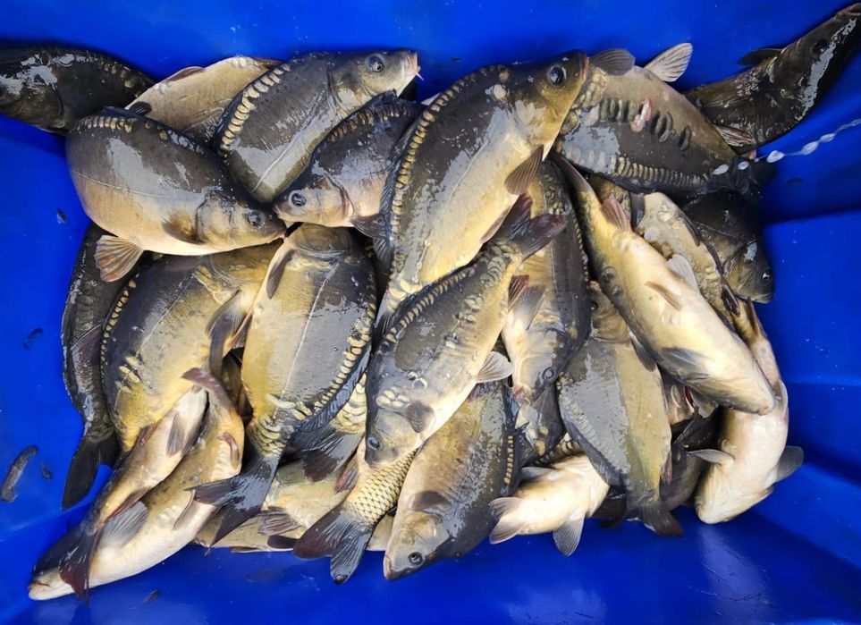 Karp, narybek, kroczek