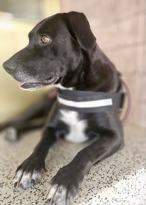 Cadela para adoção responsável