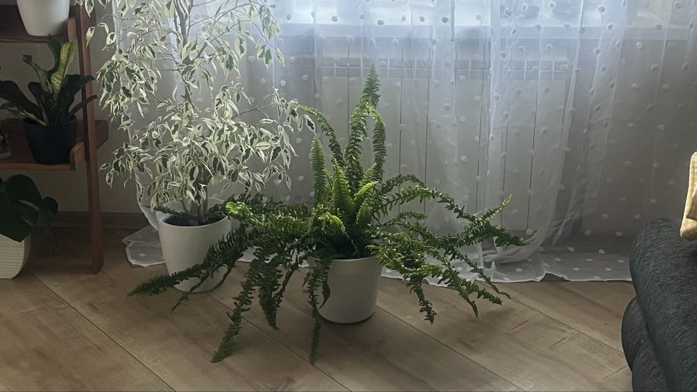 Папороть ,папоротник ,нефролепсис