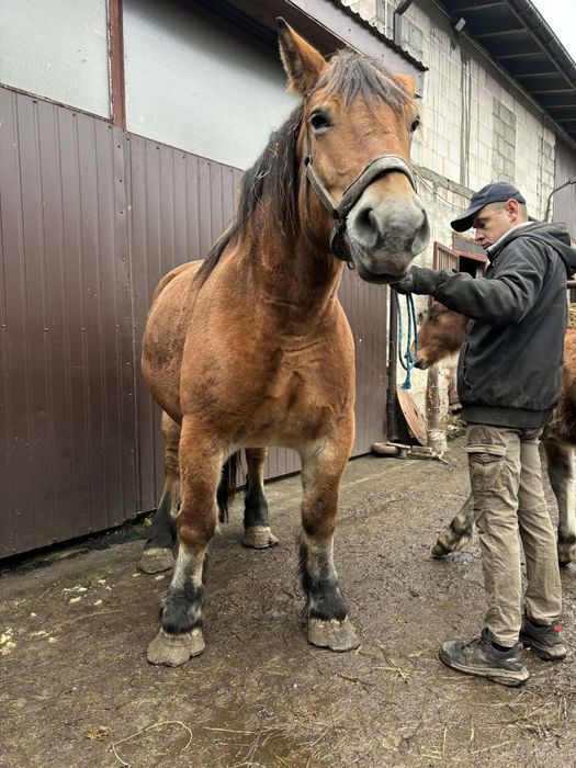 Klacz zimnokrwista z źrebakiem zamiana