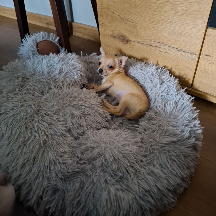 Chihuahua rodowód +wyprawka