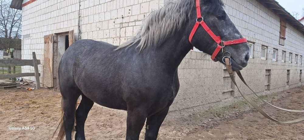 Koń Klacz Perszeron 2 lata