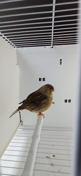 Kanarki Gloster samca nr 15 i samicę 32