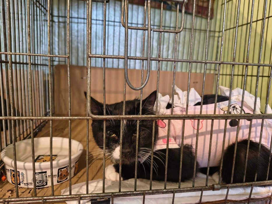 Стерилізована кішечка Мамука, 9 місяців