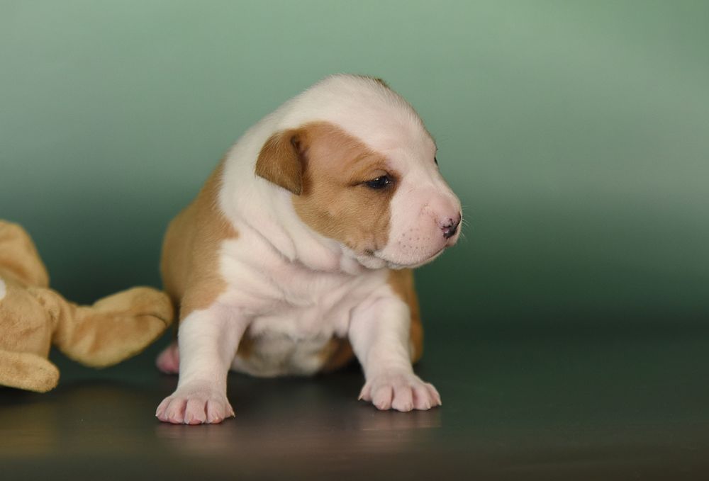 Дівчинка амстафф