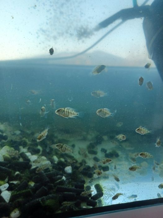 Młode pielegnice cutter