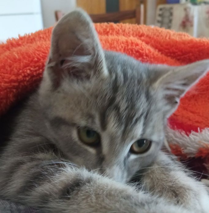 кошеня дівчинка Васелина