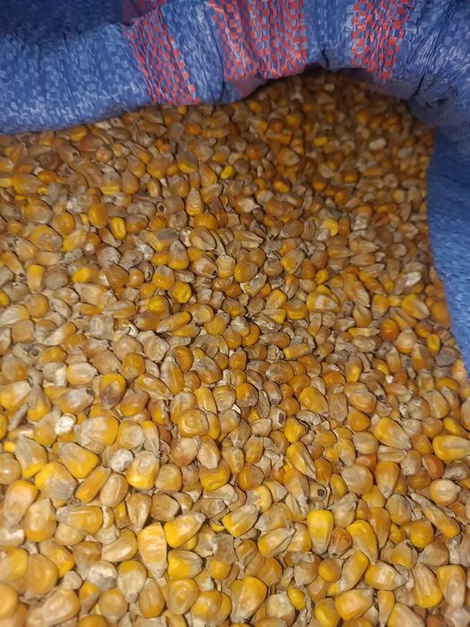 Kukurydza sucha i mielona