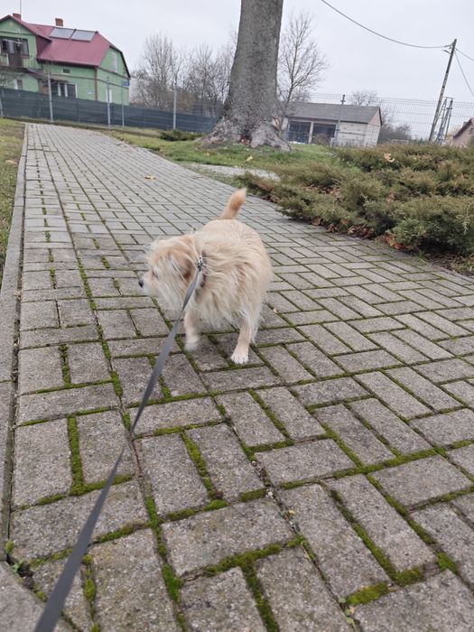 PILNE do marca Oddam suczkę 4 lata w dobre ręce