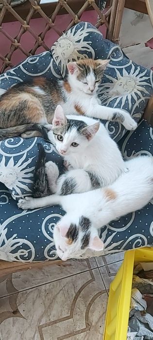Віддам грайливих кошенят дівчаток