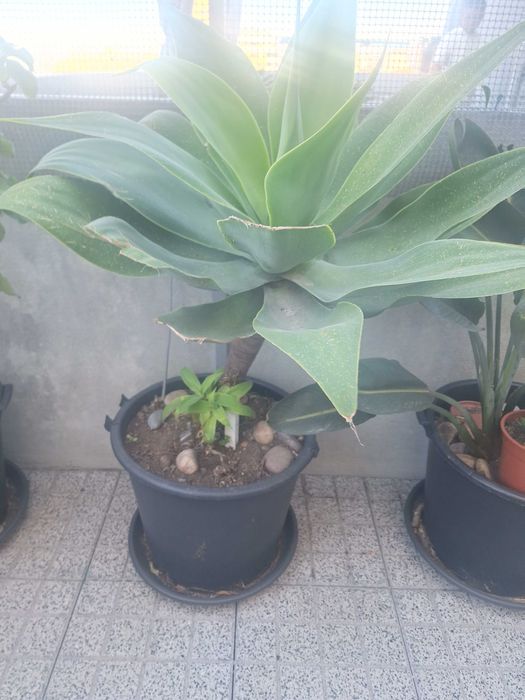 Plantas variadas