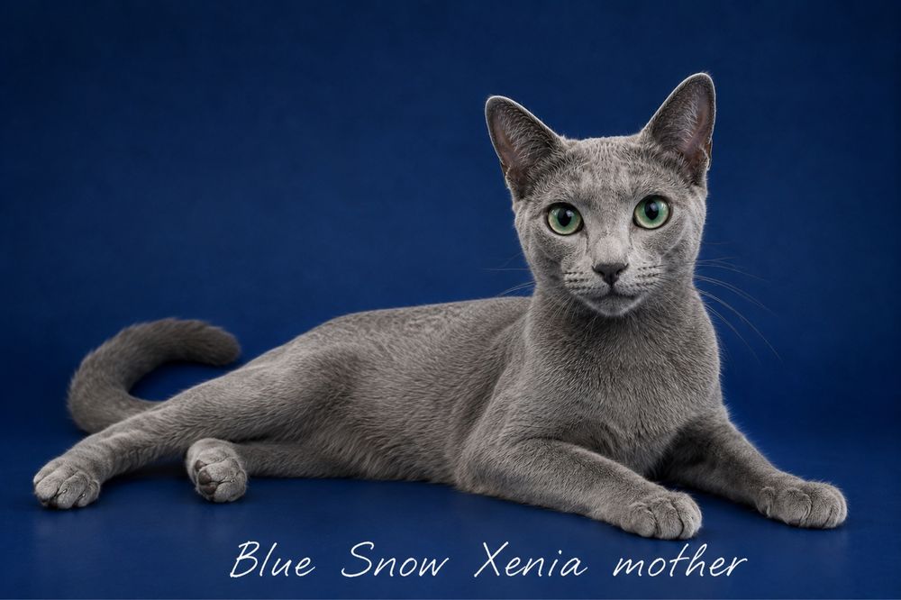 Найкраща пропозиція! Russin Blue кошеня. Blue Snow Arkady. Хлопчик.