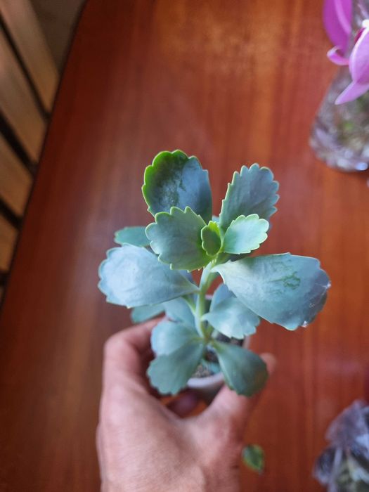 Цветы обмен. Денежное дерево, крассула, пеларгония, суккуленты