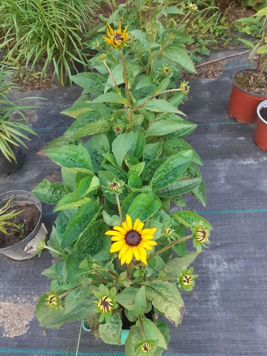jeżówki, liatrie, trytoma, perowskia, rudbekia