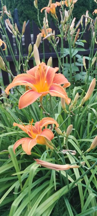 Oddam sadzonki kwiatów liliowca i kosaćca