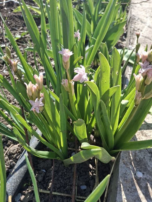 Розовый гиацинт со своего участка