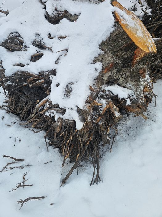 Korzenie olchy oddam