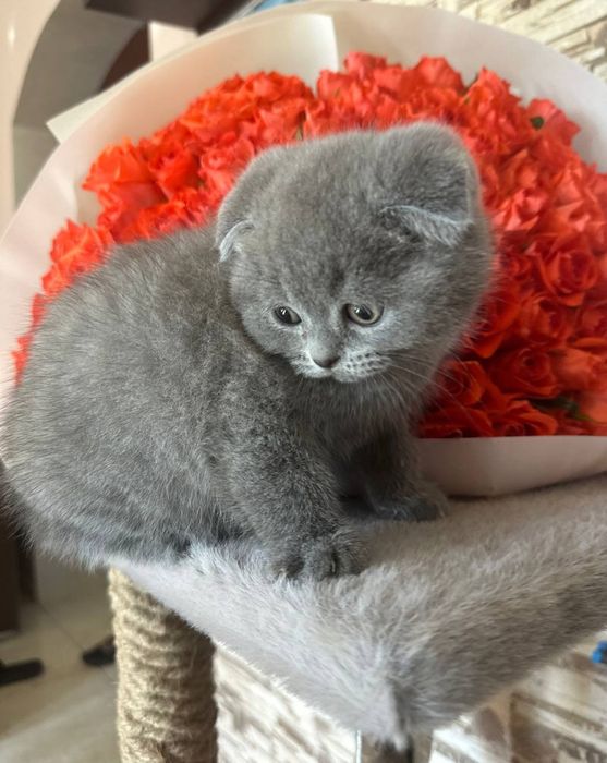 Британські  кошенята.