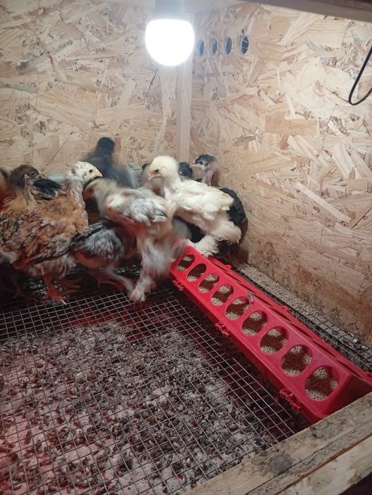 Домашні  курчата