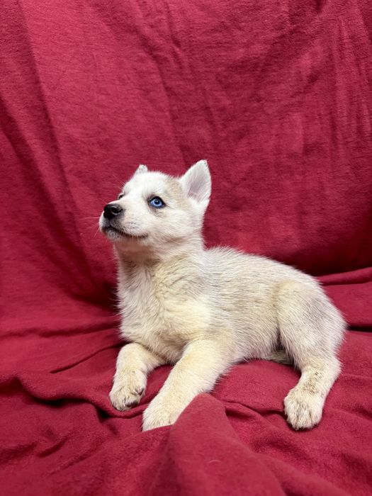 Husky siberiano CLop pedigree FCI