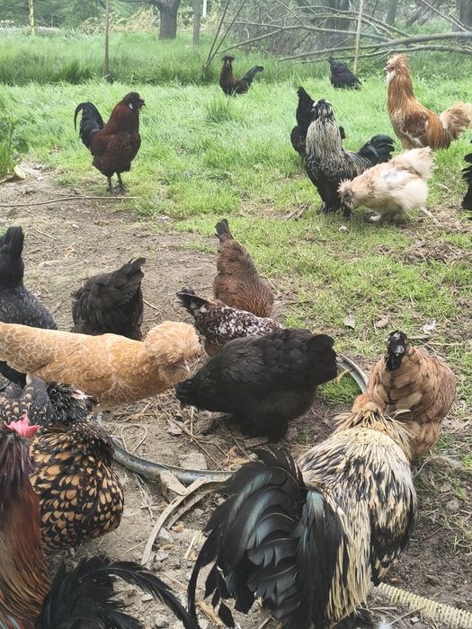 Jaja lęgowe kurek ozdobnych.