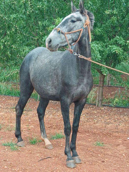 Lote de cavalos : 4 eguas para venda seprarement ou em lote