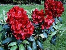 Rododendron Różanecznik ERATO 50 cm 55 zł