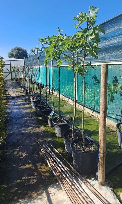 FIGUEIRA (Ficus carica)