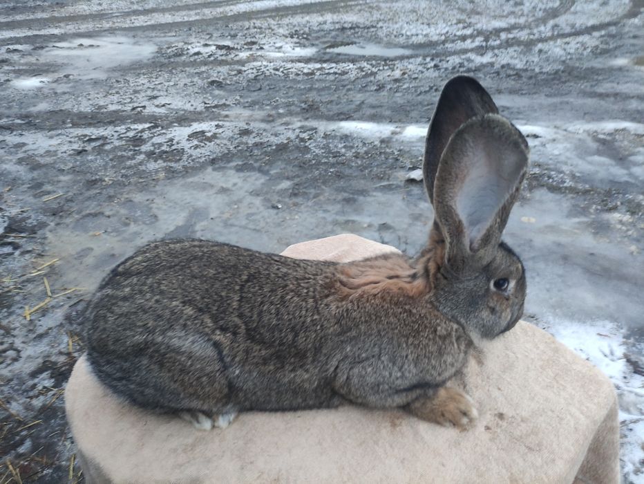 Olbrzym belgijski szary