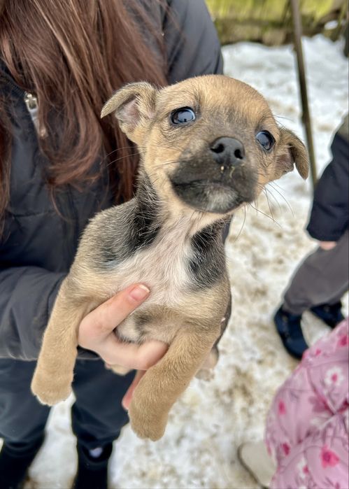 Szczenięta szukają nowych domów! Za darmo.